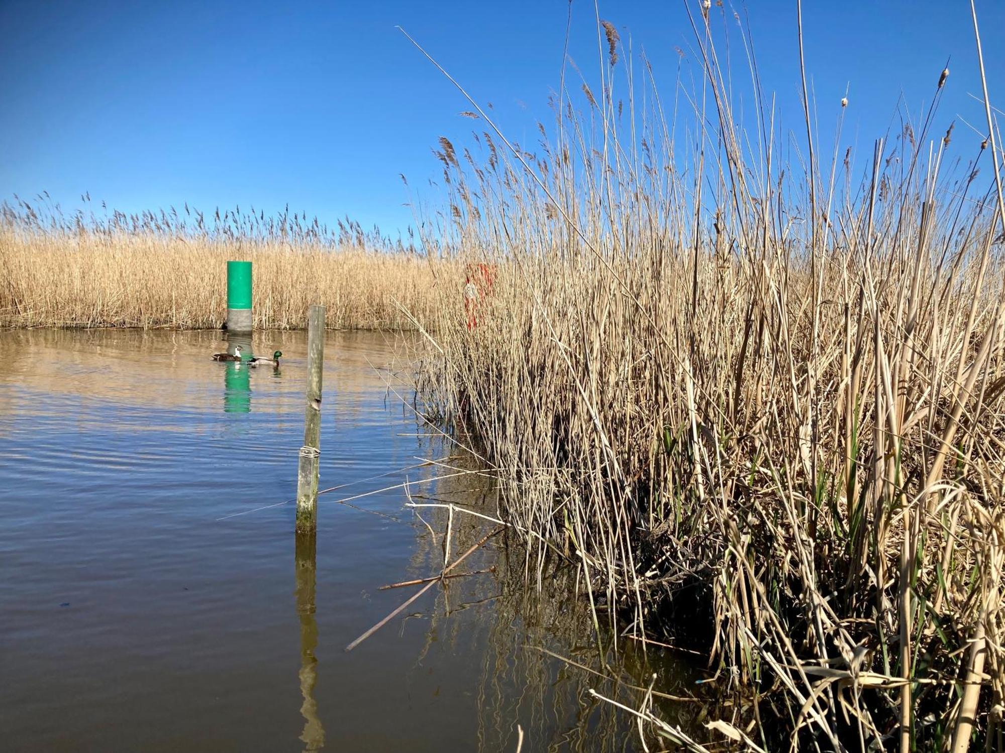 House Marijke With Winter Garden And Direct Access To The Lauwersmeer Anjum Kültér fotó